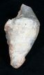 Agatized Gastropod Fossil - #5565-1
